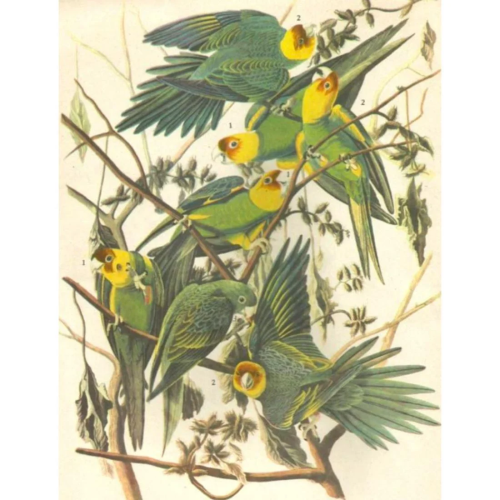 c1946 Audubon Print, #26 Carolina Paroquet