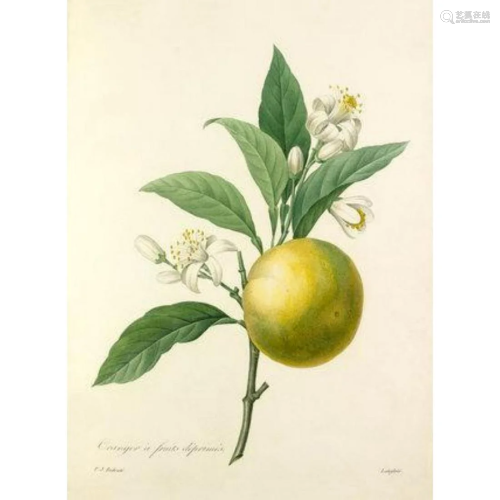 After Pierre-Jospeh Redoute, Floral Print, #89 Oranger