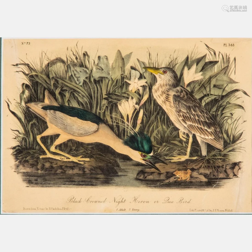After John James Audubon (1785-1851) Black-Crowned