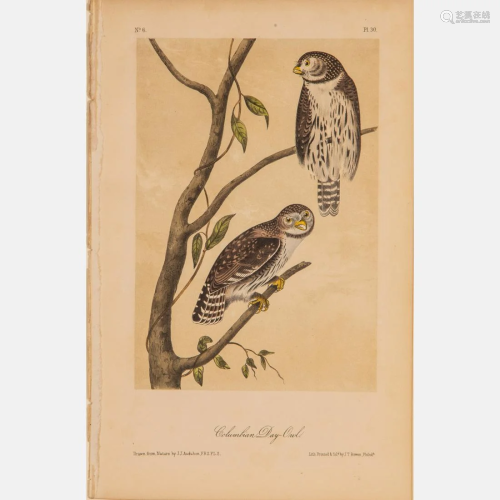After John James Audubon (1785-1851) Columbian Day Owl,