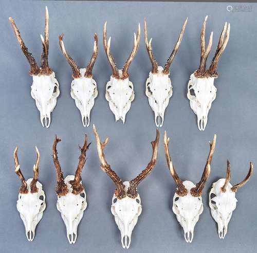 Sporting trophies. Ten roebuck skulls and antlers Good condi...