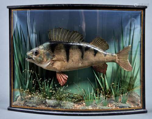 Vintage Fish Taxidermy. Perch, early 20th c, realistically m...