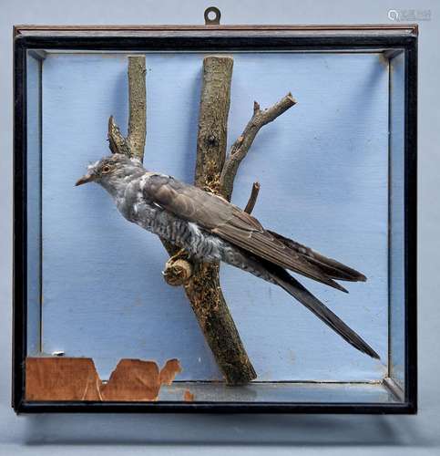 Vintage Taxidermy. Cuckoo, 1954, perched on a branch before ...