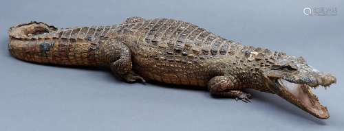 Vintage Taxidermy. Alligator, circa early 20th c, 117cm l Sl...