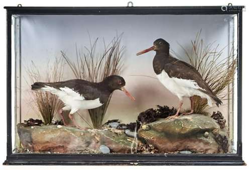 Victorian Taxidermy. Two oystercatchers, c1900, realisticall...