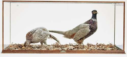 Vintage Taxidermy. Pale Pheasants, 20th c, mounted on a grou...