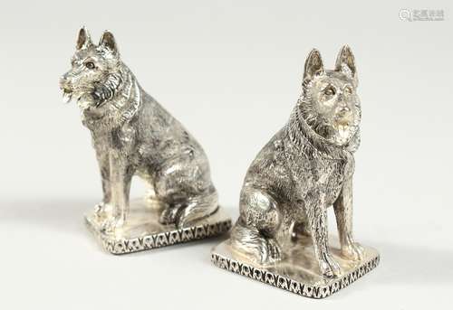 A PAIR OF .925 SILVER PLATED ALSATION DOG SALT AND PEPPERS