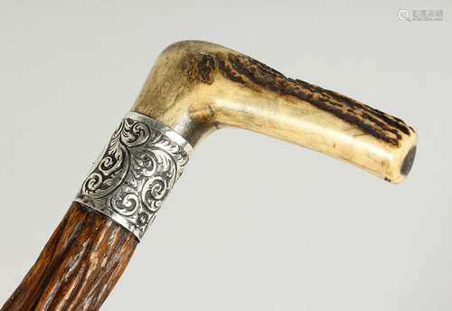 A LARGE SCOTTISH BONE HANDLED WALKING STICK with silver band...