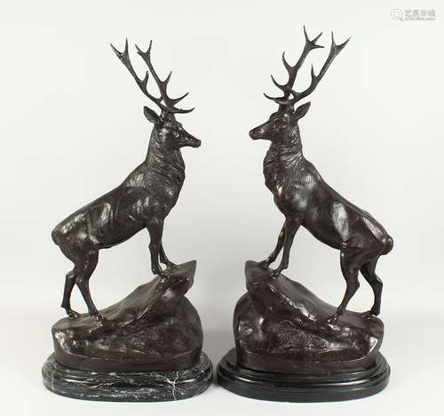 AFTER JULES MOIGINIEZ. A GOOD PAIR OF BRONZE STAGS on marble...