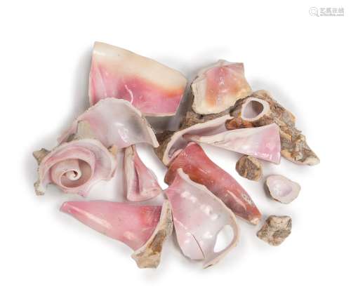 GROUP OF CONCH SHELL FRAGMENTS