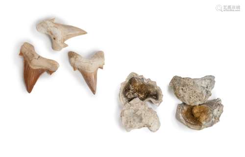 GROUP OF SEVEN SHARK TEETH, OYSTER FOSSIL