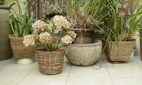 A group of six various plants in pots