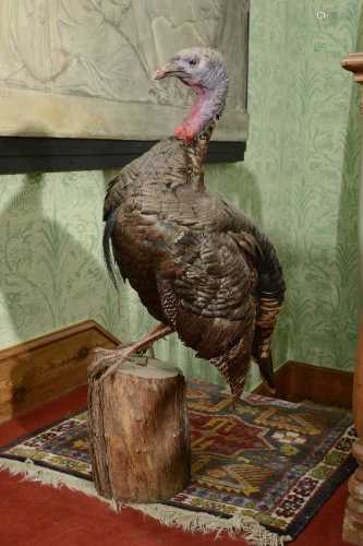 A taxidermist study of a Norfolk black turkey,