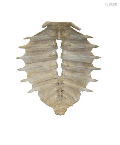 BONE STRUCTURE OF ANTIQUE TORTOISE SHELL