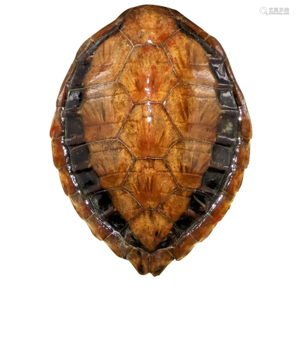 ANTIQUE VICTORIAN TORTOISE SHELL ON STAND