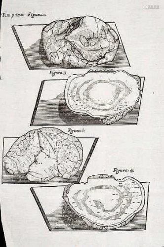 Parassitology. VALLISNIERI. Two works.