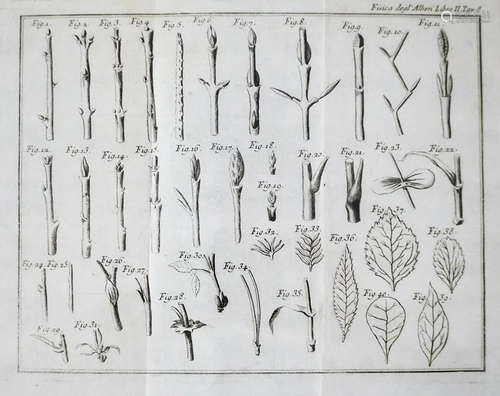 Botany. DUHAMEL. La Fisica degli Alberi.