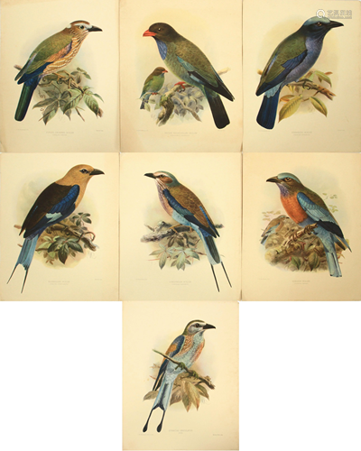 J. G. KEULEMANS, ROLLER BIRD COLOR PRINTS, SEVEN H 14