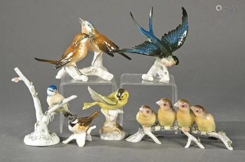 Set of figures of different species of birds with