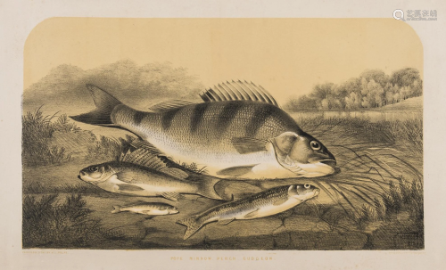 Rolfe (Henry Leonidas) Studies of Fresh Water Fish,
