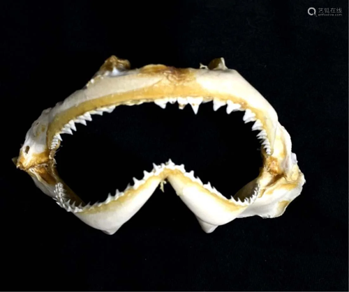 AUTHENTIC MAKO SHARK TEETH/JAW COLLECTIBLE