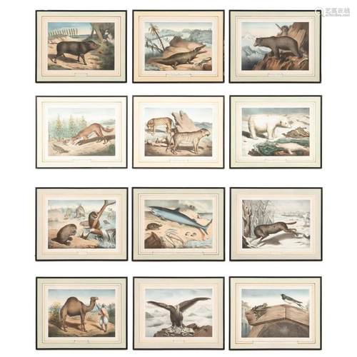 12 PCS, 19TH C. FRENCH ANIMAL LITHOGRAPHS