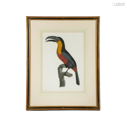 19th C. Hand-Colored Zoological Toucan Lithograph