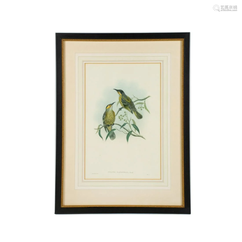 19th C. Hand-Colored Zoological Lithograph by J. Gould