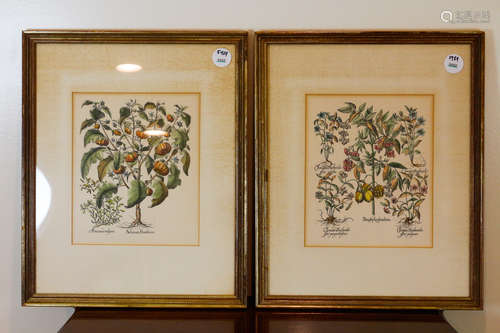 PAIR OF FRAMED FRENCH HORTICULTURAL  PRINTS