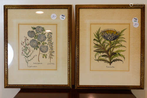 PAIR OF FRAMED FRENCH HORTICULTURAL  PRINTS