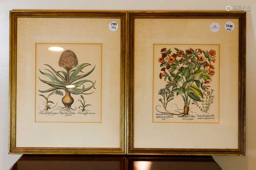 PAIR OF FRAMED FRENCH HORTICULTURAL  PRINTS