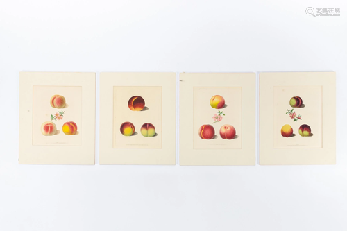 4 PCS, PEACH ENGRAVINGS, GEORGE BROOKSHAW, 1817