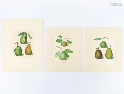 3 PCS, GEORGE BROOKSHAW PEAR ENGRAVINGS, 1817