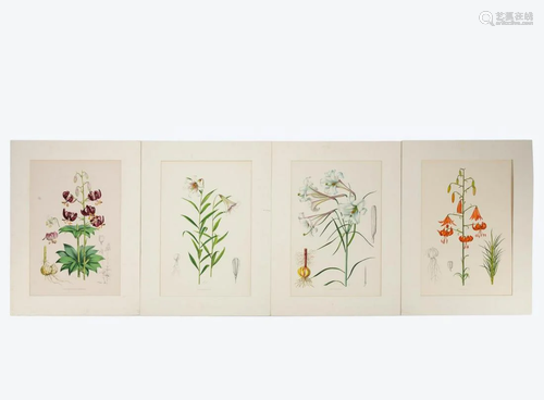 4 PCS, ELWES HAND COLORED LILY ENGRAVINGS, 1880