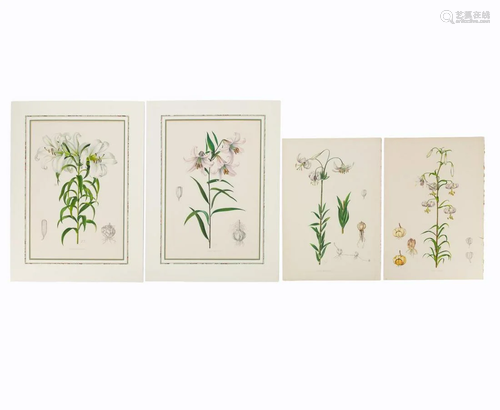 4 PCS, ELWES HAND COLORED LILY ENGRAVINGS, 1880