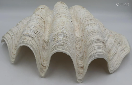 Large Clam Shell.