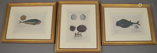 3 Colored Engravings, 2 fish and one sea crustations.