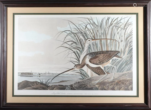 Audubon Havell, Long-Billed Curlew (Plate