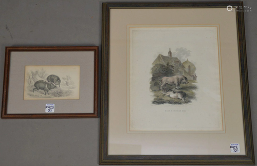 TWO 19th CENTURY FRAMED NATURALIST ETCHINGS OF PECCARY