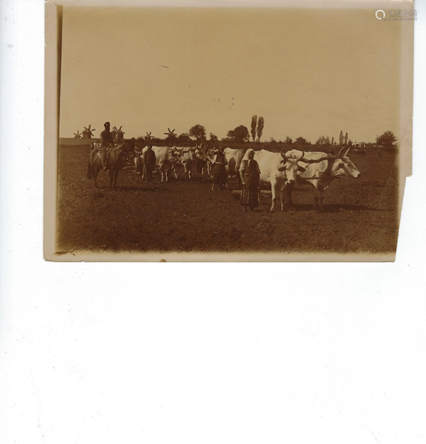 Photo of oxen in a field with Russian (?) peasants