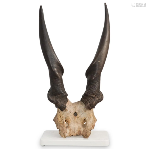 Decorative Mounted Animal Horns
