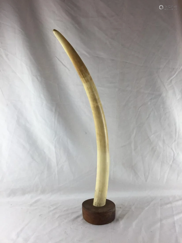 Elephant tusk