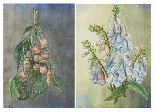 Still life flowers, two botanical watercolours, each