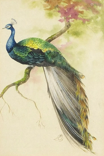 Peacock on a branch, watercolour, mounted, framed and