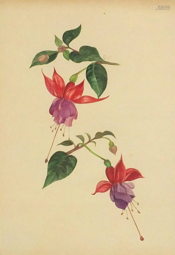 Fuchsias, 19th century botanical watercolour, bearing a