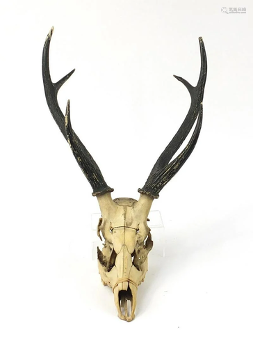 Taxidermy interest stag's skull with antlers, 90cm high