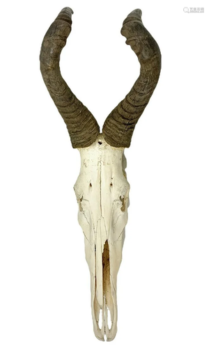 Skeletal bone fragment with horns. With wrought iron