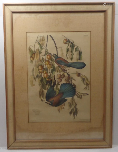 Vintage Hand Colored Bird Print by APP co New York