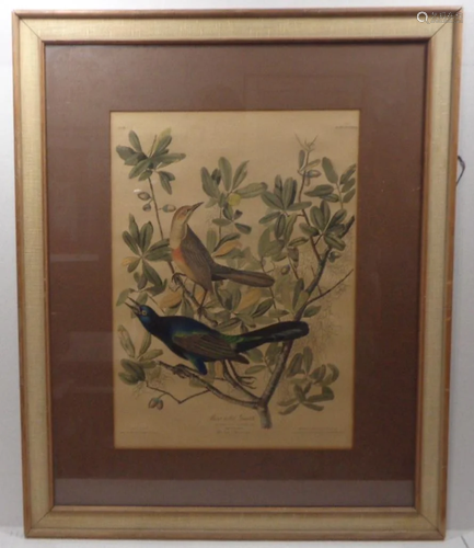 Vintage Hand Colored Bird Print by APP co New York