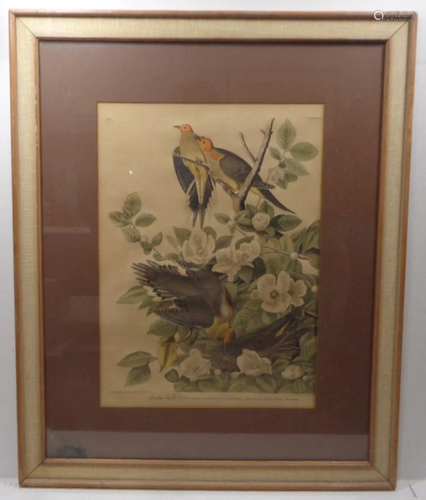 Vintage Hand Colored Bird Print by APP co New York